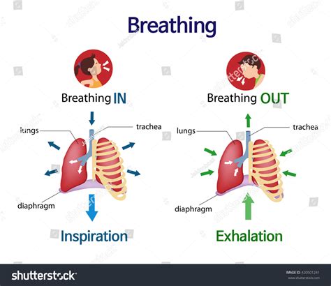 To inhale and exhale .